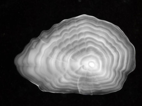 Close-up-of-an-otolith.-Photo-credit-NOAANMFS.